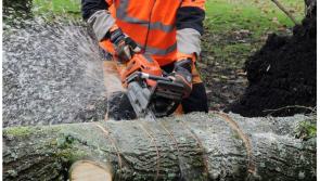 National: ALERT: Warning issued over chainsaws with trees down during Storm Jocelyn