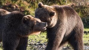 Seven things: Wildlife sanctuaries around the county
