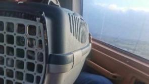 Two rescued kittens arrived at new home via helicopter