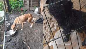 National: 'Badly emaciated' dog and cable-tied puppy rescued from filthy conditions by ISPCA