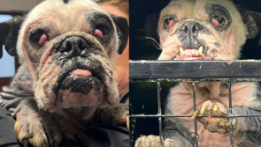 National: Donations needed to help severely ill dog found straying by Dublin animal charity
