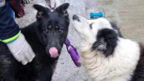 Donegal's unwanted pet crisis continues into 2024