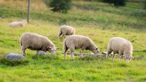 Donegal has the highest number of new organic farmers in the country