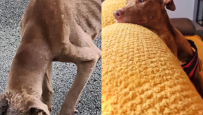 National: Dog who survived brutal axe attack by 'human monster' ready to be adopted