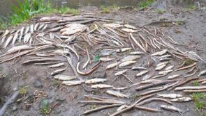 National: Uisce Éireann fined over sludge discharge that 'wiped out' all fish life on river