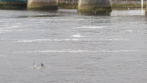 National: WATCH - Rare sight as pod of dolphins swim down Limerick's River Shannon 