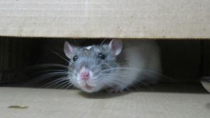 National: Caution issued to homeowners and businesses as threat of rats on the rise 