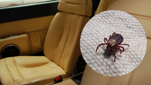 National: Seven tell-tale signs your car is infested with BUGS and other critters