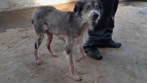National: Elderly man guilty of animal cruelty and neglect allowed to continue keeping animals
