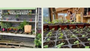 Spring into action and learn to grow your own food at women's gardening course