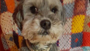 'Please check your gardens' - Donegal dog owner seeks help to find missing pet 