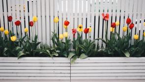 Flower pots smashed in Letterkenny 

