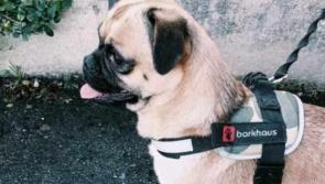 Are you missing this dog? Buncrana gardaí are keen to find its owner
