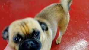 Is this your dog? Donegal County Council seek owner of pug found in Buncrana area