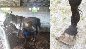 National: Big fine and jail time for 60 year old woman who kept horses in 'emaciated' state
