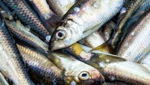 Fishing boat skipper in court on charge of under-recording herring catch