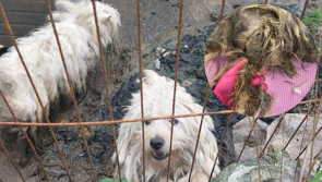National: 'Atrocious conditions' - Live maggots and urine found in fur of dogs rescued by ISPCA