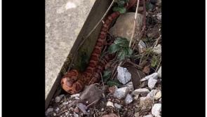 National: Staff shocked as snake spotted at one of Ireland's busiest train stations