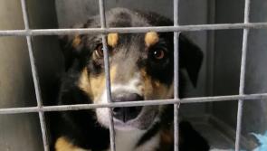 Twenty dogs rescued by Donegal Animals in Need already in 2024