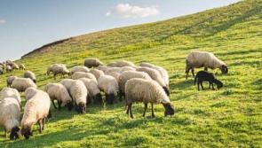 Several in-lamb ewes taken in Downings
