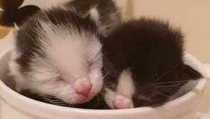 A busy week for Donegal injured and sick cat rescues