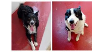 Donegal Dog Pound is looking for homes for collies in their care