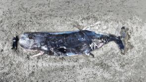 Glencolmcille whale - plans in place to remove the whale  from An Tra Mhór