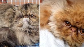Rehoming appeal for two very special cats surrendered to Animals in Need