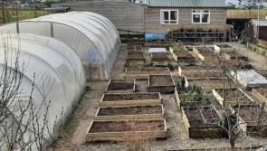 Male with ‘sharp object’ causes damage to Twin Towns Garden 