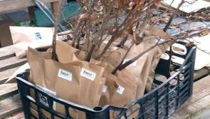 Garden centre donates 550 trees to celebrate Donegal Town's 550th birthday
