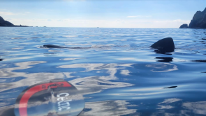Watch: Kayaker captures stunning basking sharks footage off Sliabh Liag