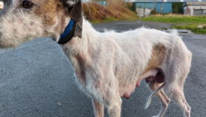 National: Duo guilty of animal cruelty offences banned from owning dogs for 5 years