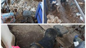 National: Farmer banned from owning pets following discovery of dead animals in yard with dogs 