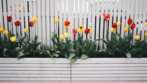 Two ‘intoxicated’ males damage flower beds