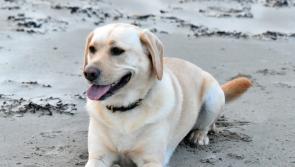In pictures: We asked you to send in pet pics, and you did - how cute are they?