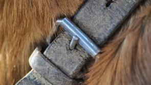 Boy set upon by dog in west Donegal awarded €20,000 