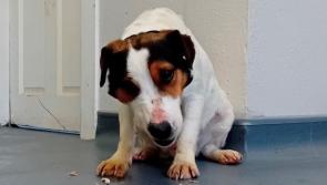 Dog found in Muff area - Donegal dog shelter appeals for owner to get in touch