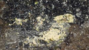 UPDATE: Yellow scum at Mountcharles pier not harmful says EPA 