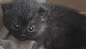 A good week in Donegal for adoptions at Animals in Need 
