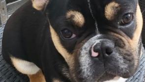 Donegal family offer €1,000 reward in bid to find 'much-loved family pet '