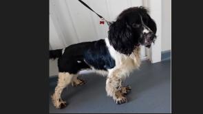Donegal Dog Pound keen to reunite this lovely springer spaniel with its owner