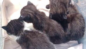 Two cases of cruel kitten dumping in Letterkenny and Killybegs