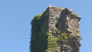 Impassioned plea to save baby goat from top of ruined castle tower 