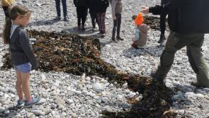 Donegal plays its part in Fin-Tastic Sharks and Mermaids Sculpture Challenge