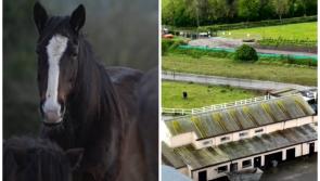 Footage of Cruelty and Abuse of Horses in Kildare set to be revealed by RTÉ Investigates