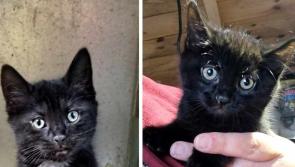 Three kittens cruelly dumped in a sealed bag is 'only the tip of the iceberg'