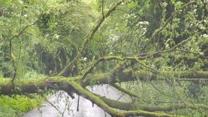 UPDATE: Road reopened after fallen tree cleared from Donegal tourist route