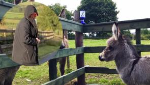 Terrifying: Donegal Donkey Sanctuary owners threatened in attempted robbery