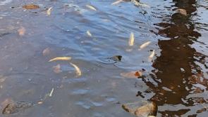 Hundreds of dead fish discovered in east Donegal
