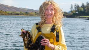 Making waves in Donegal with Sustainable and Innovative Seaweed Solutions